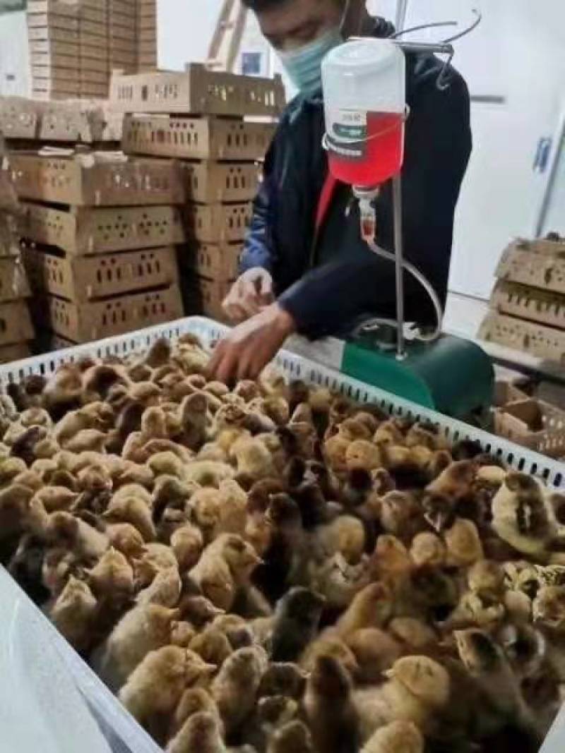 绿壳蛋鸡苗黄麻羽高产蛋鸡苗出壳苗直供优选全国发货包路拱