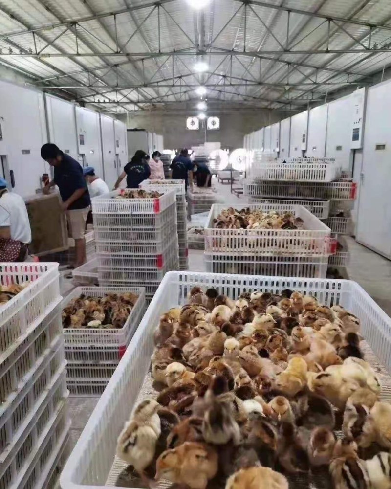 绿壳蛋鸡苗黄麻羽高产蛋鸡苗出壳苗直供优选全国发货包路拱