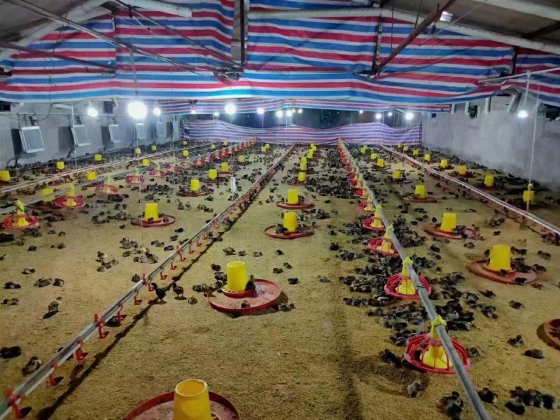 绿壳蛋鸡苗黄麻羽高产蛋鸡苗出壳苗直供优选全国发货包路拱