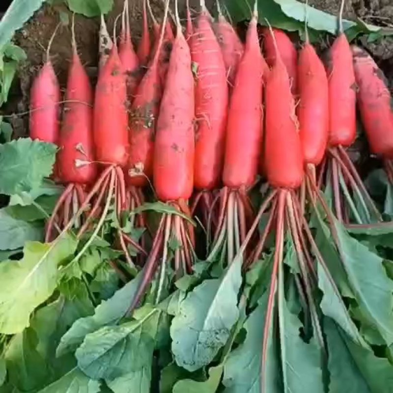红皮萝卜