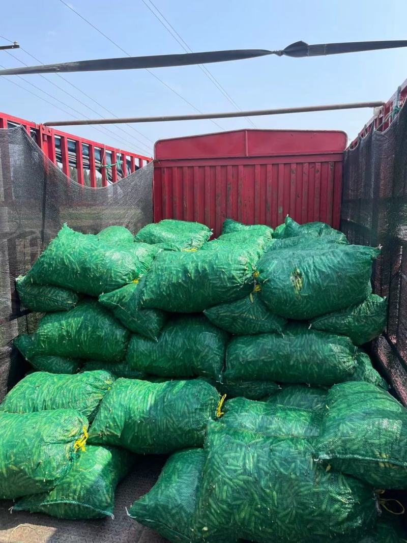 本地精品蚕豆，少量上市，品质保证，诚信经营