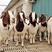 精品波尔山羊种公羊繁殖母羊羊苗大量出栏