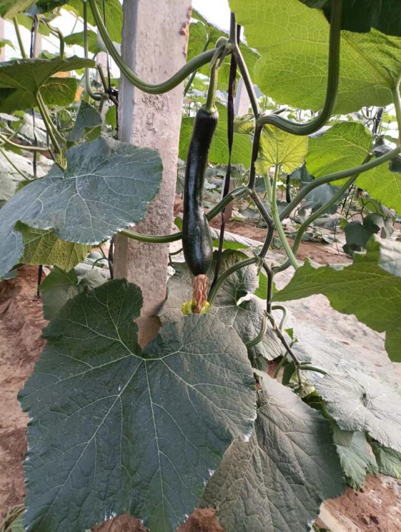 黑皮南瓜，大棚种殖，货源充足，基地直供，保证质量