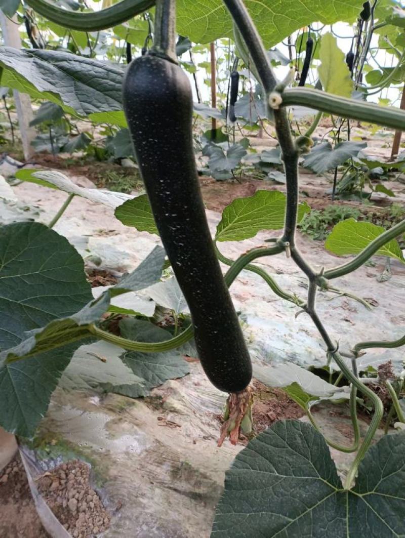黑皮南瓜，大棚种殖，货源充足，基地直供，保证质量