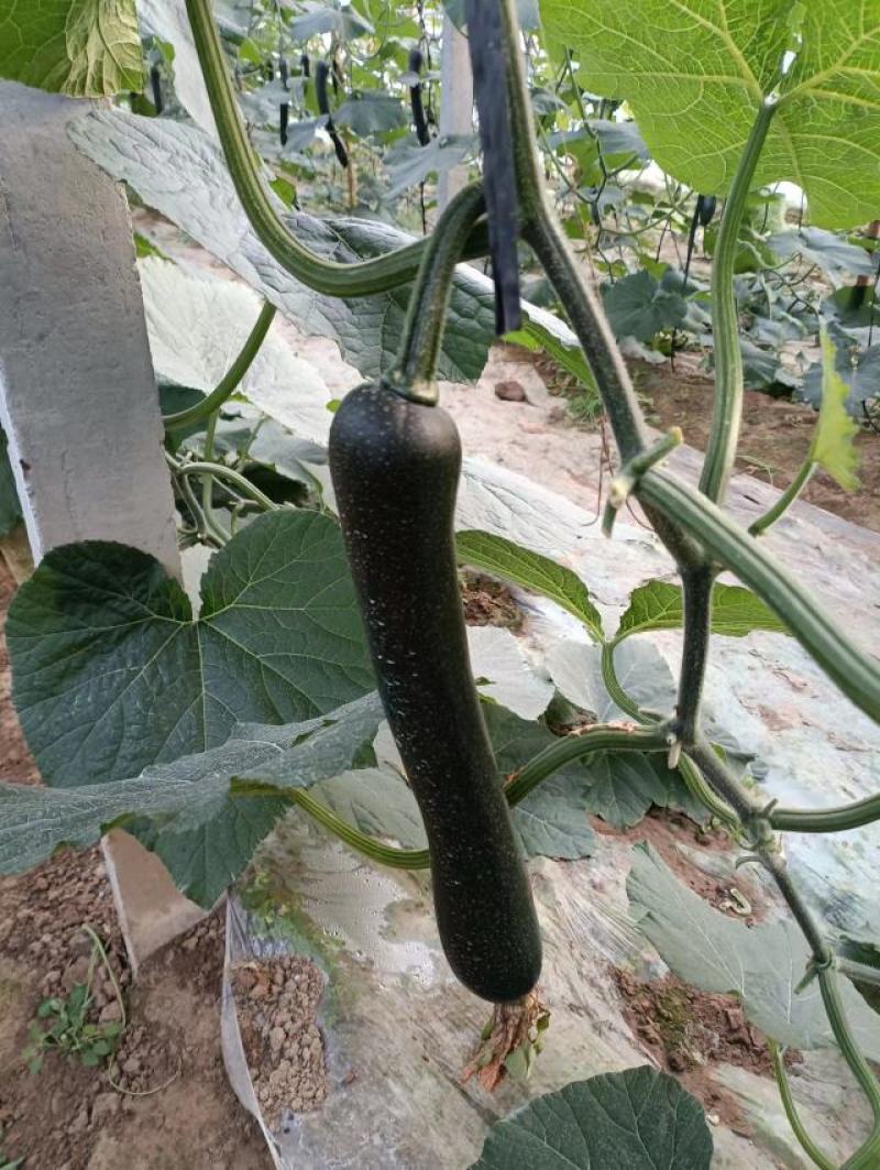 黑皮南瓜，大棚种殖，货源充足，基地直供，保证质量