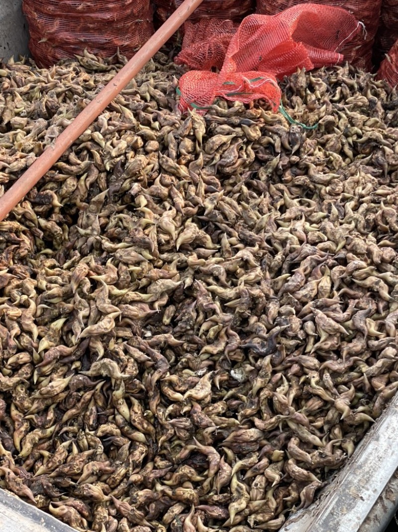 菱角种基地直销，一手货源！