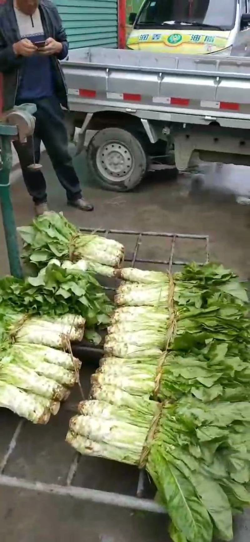 汉中精品莴笋，白皮。大量上市，产地直供。