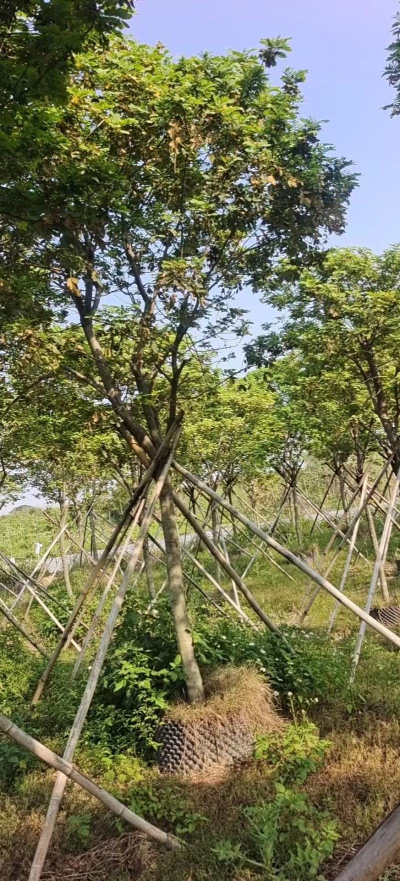 凤凰木