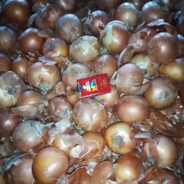 加工厂黄葱扒皮切丁脱水大量有货