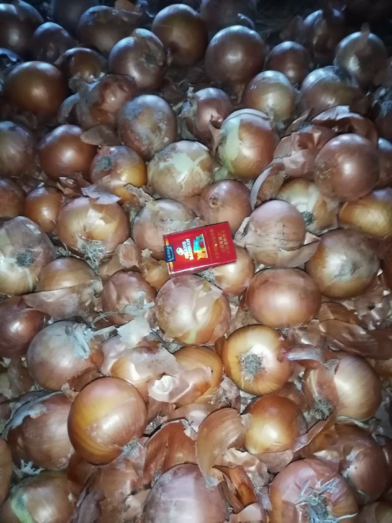 加工厂黄葱扒皮切丁脱水大量有货