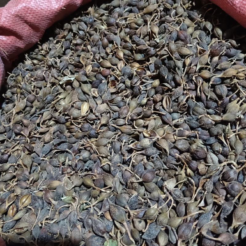 连翘青翘干货