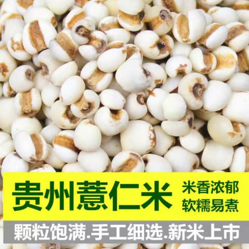 贵州精品白色薏苡仁，欢迎大家前来选购，量大从优。