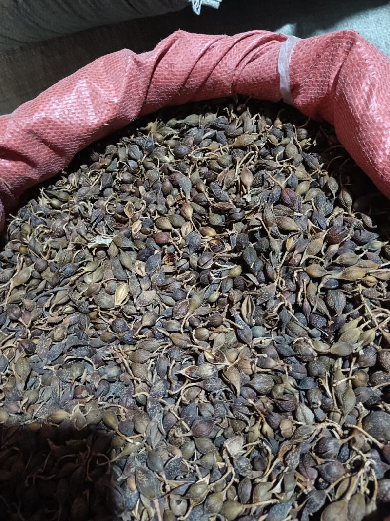 连翘青翘干货