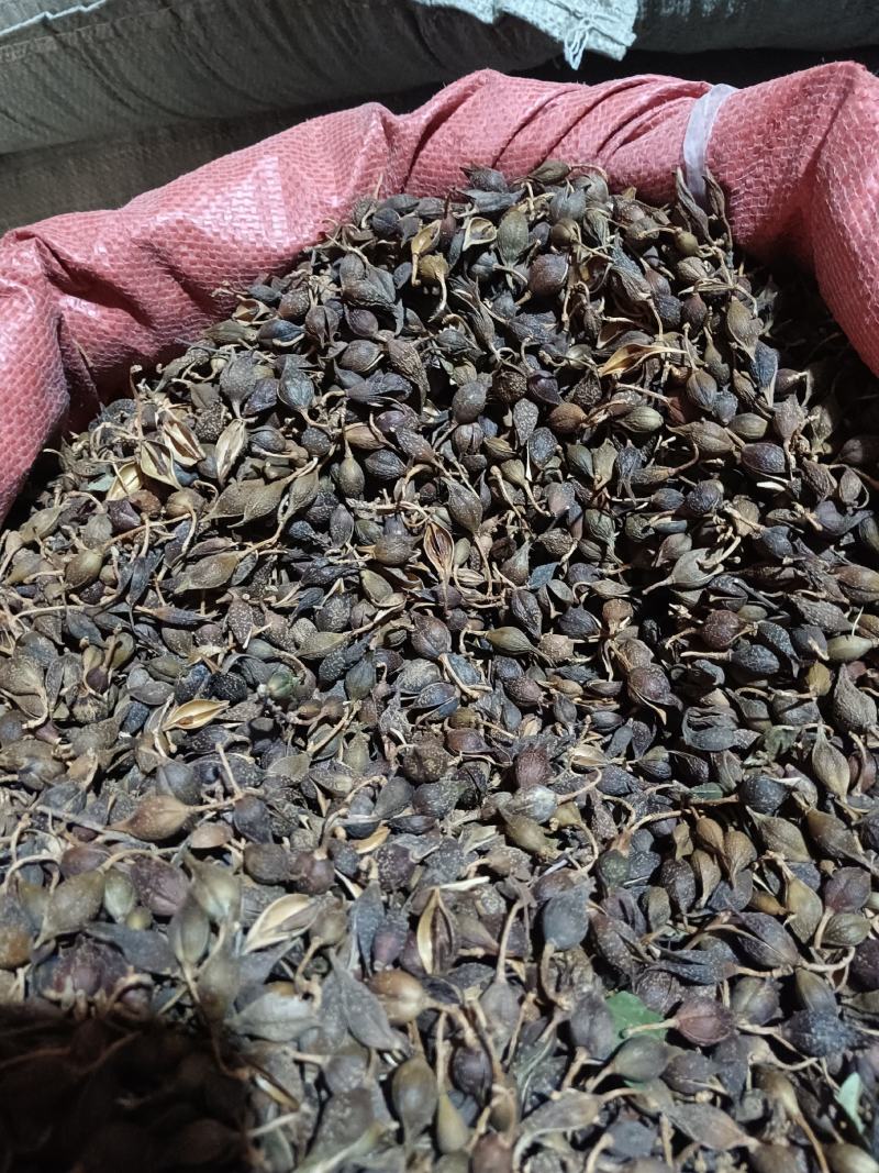 连翘青翘干货