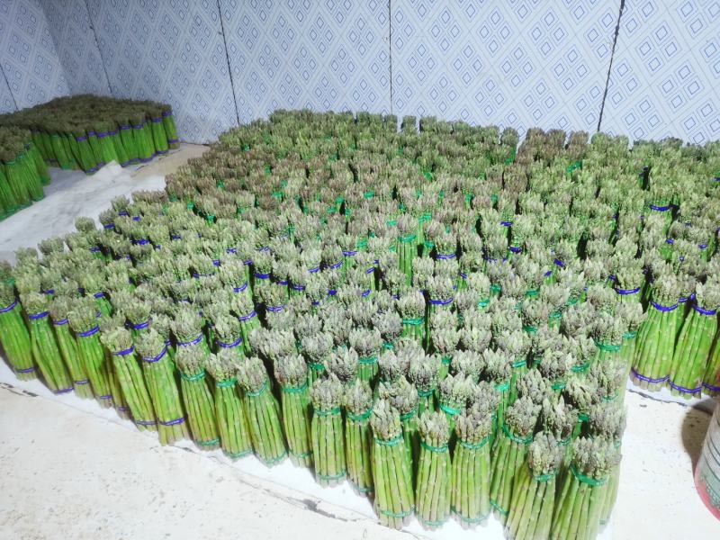 广西桂林原产地实发芦笋一手货源对接电商客户热卖中