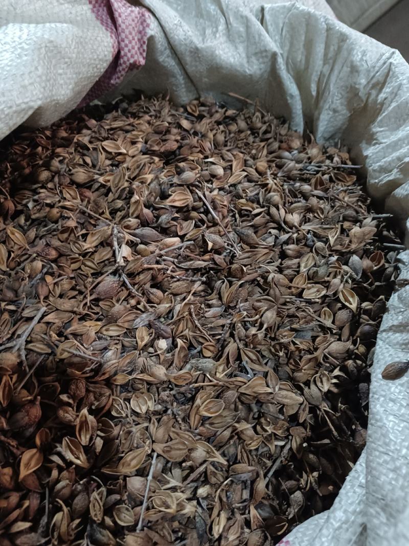 连翘老翘