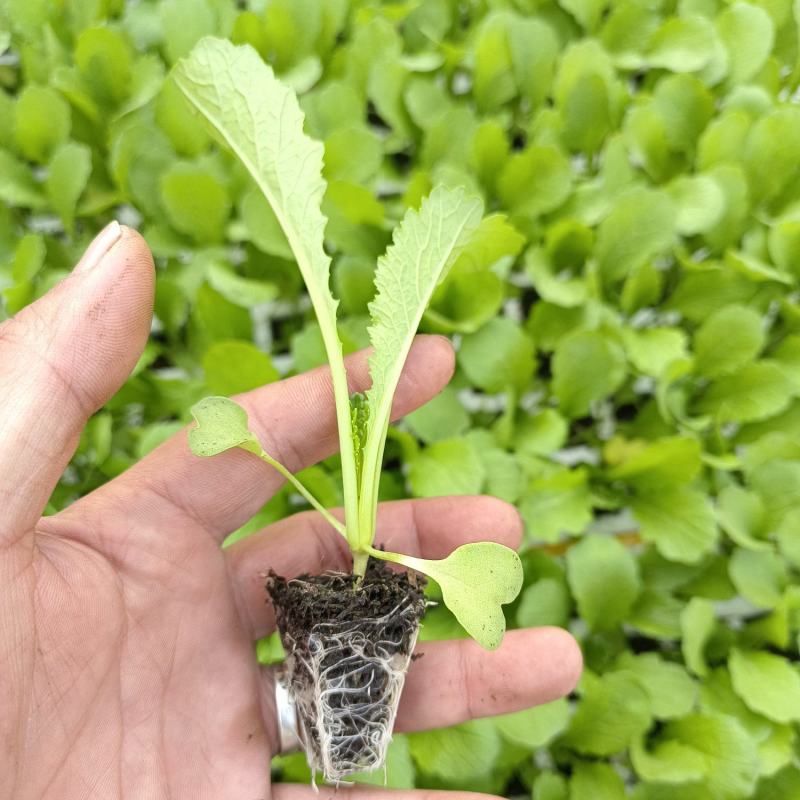 青菜苗四季青菜苗，粉杆青菜苗，无病害。