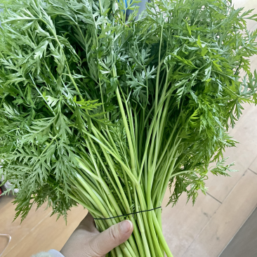 川芎苗尖，色泽鲜艳，货源充足，