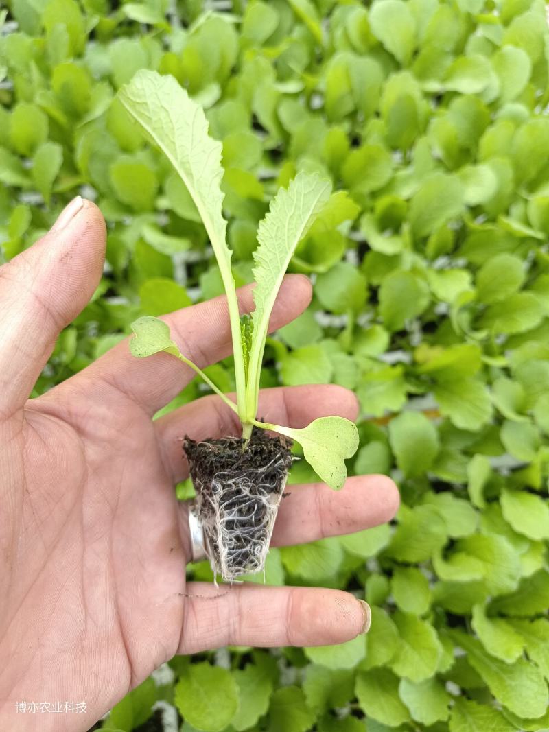 青菜苗四季青菜苗，粉杆青菜苗，无病害。