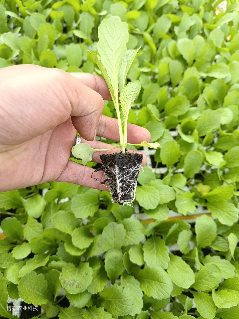 青菜苗四季青菜苗，粉杆青菜苗，无病害。