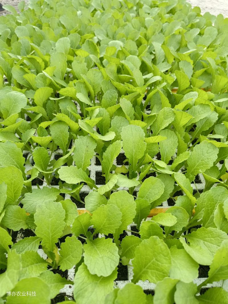 青菜苗四季青菜苗，粉杆青菜苗，无病害。