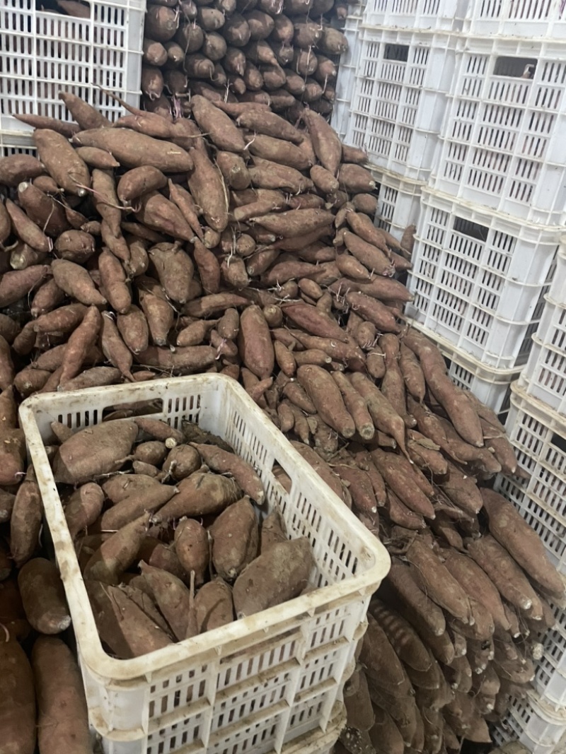 济薯26河北饶阳大量上市