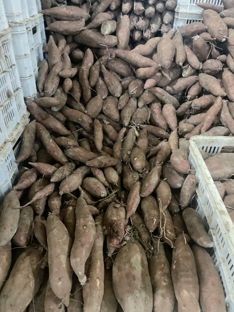 济薯26河北饶阳大量上市