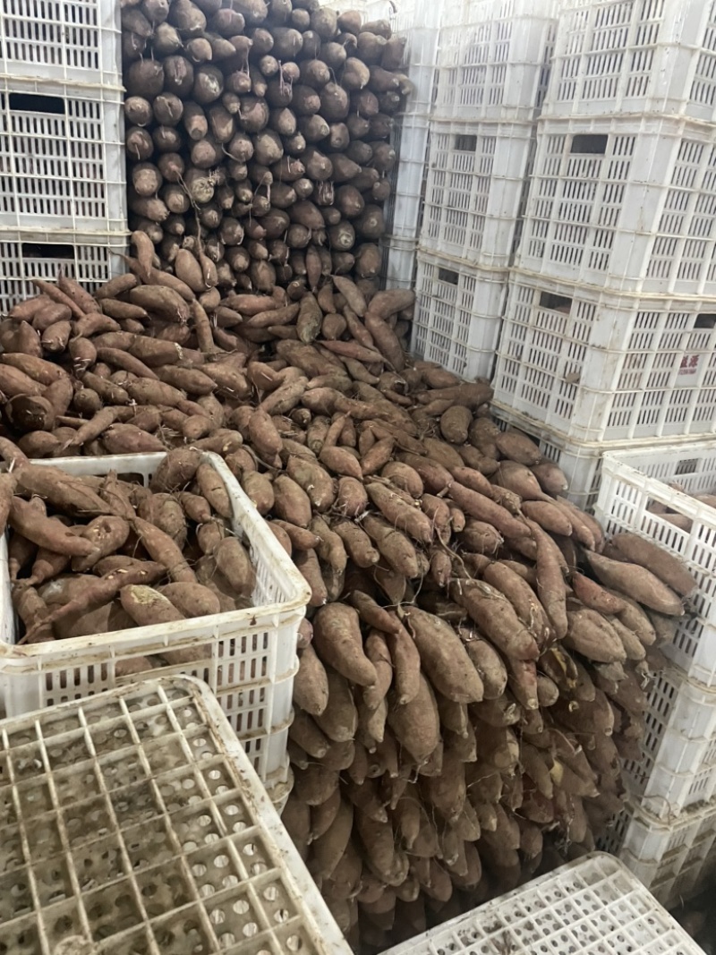 济薯26河北饶阳大量上市