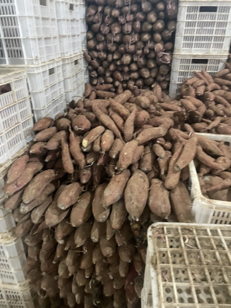 济薯26河北饶阳大量上市