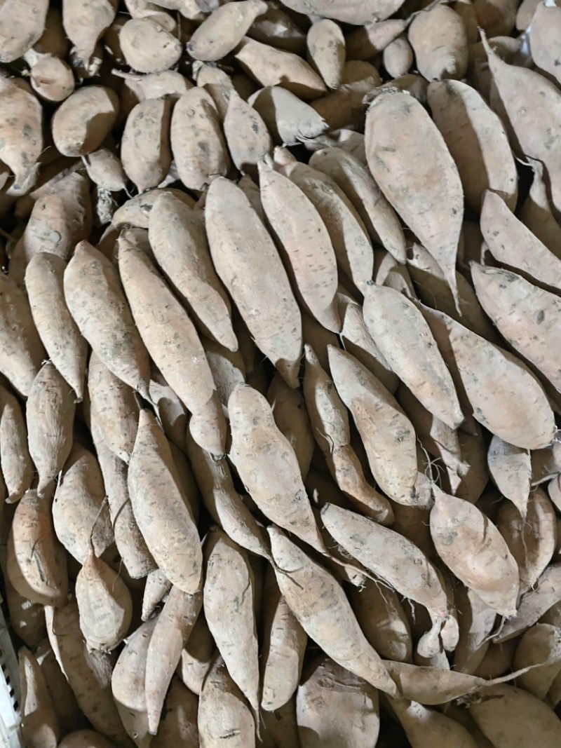 济薯26河北饶阳大量上市