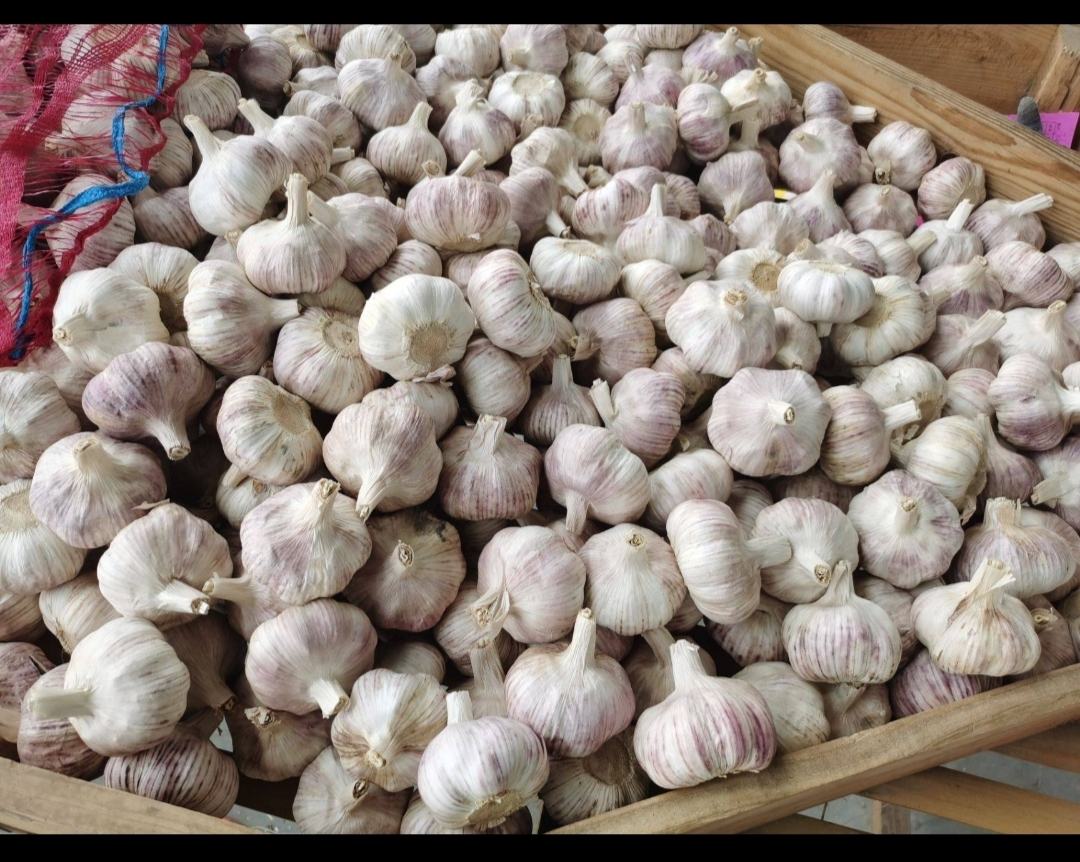 恒温发酵中的大蒜