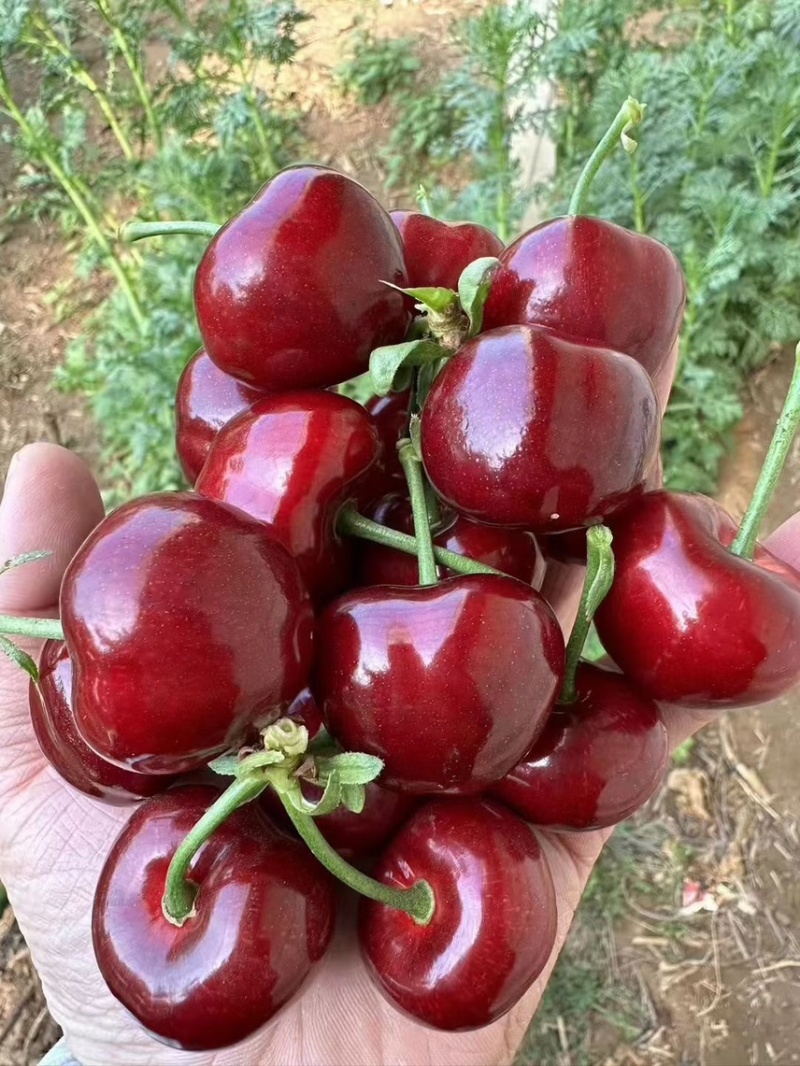 大连美早大樱桃自家种植基地，可一件代发