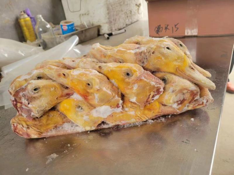带舌填鸭头