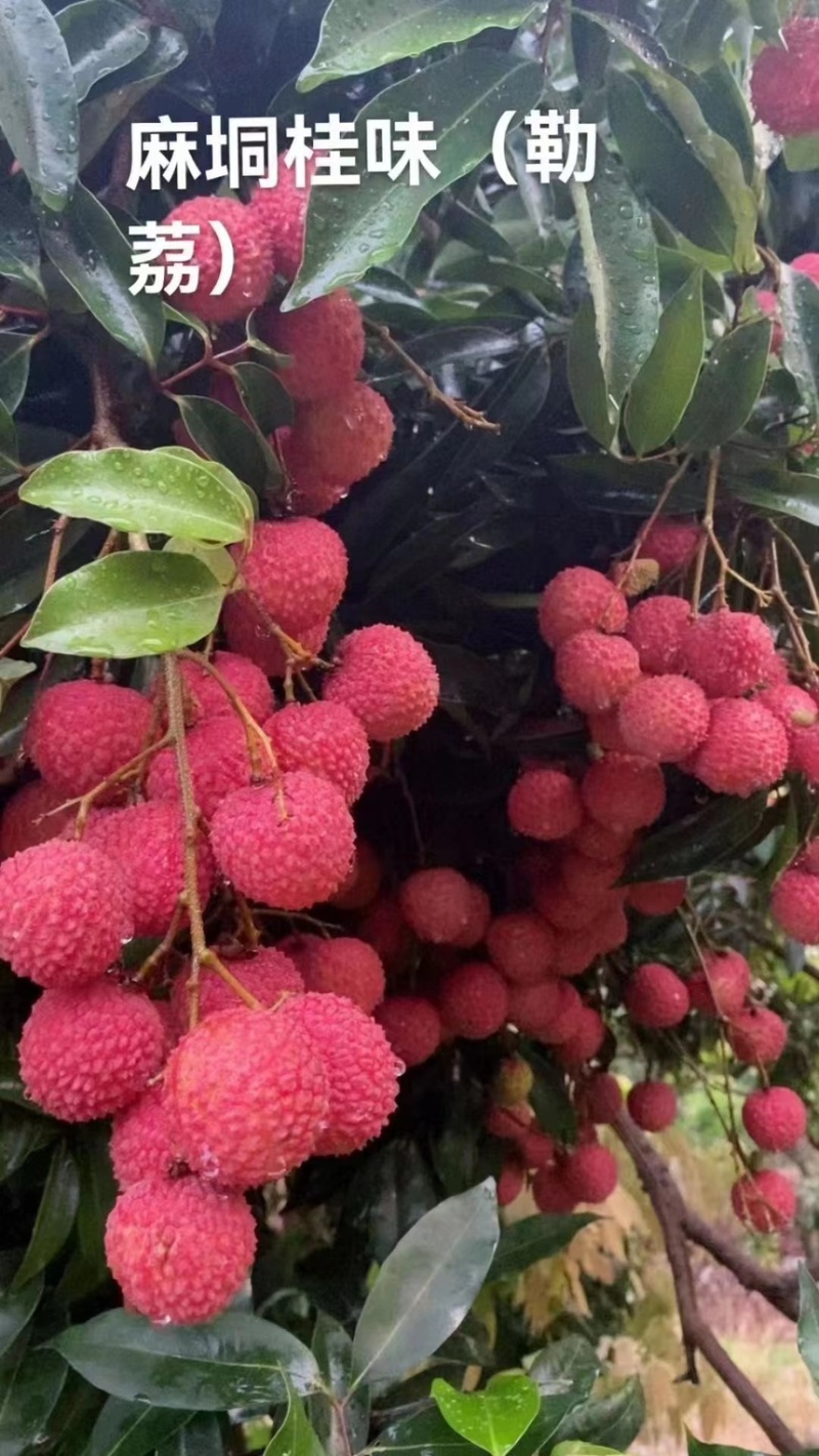 广西平南县桂味荔枝，产地直销，品质保证，5月份上市
