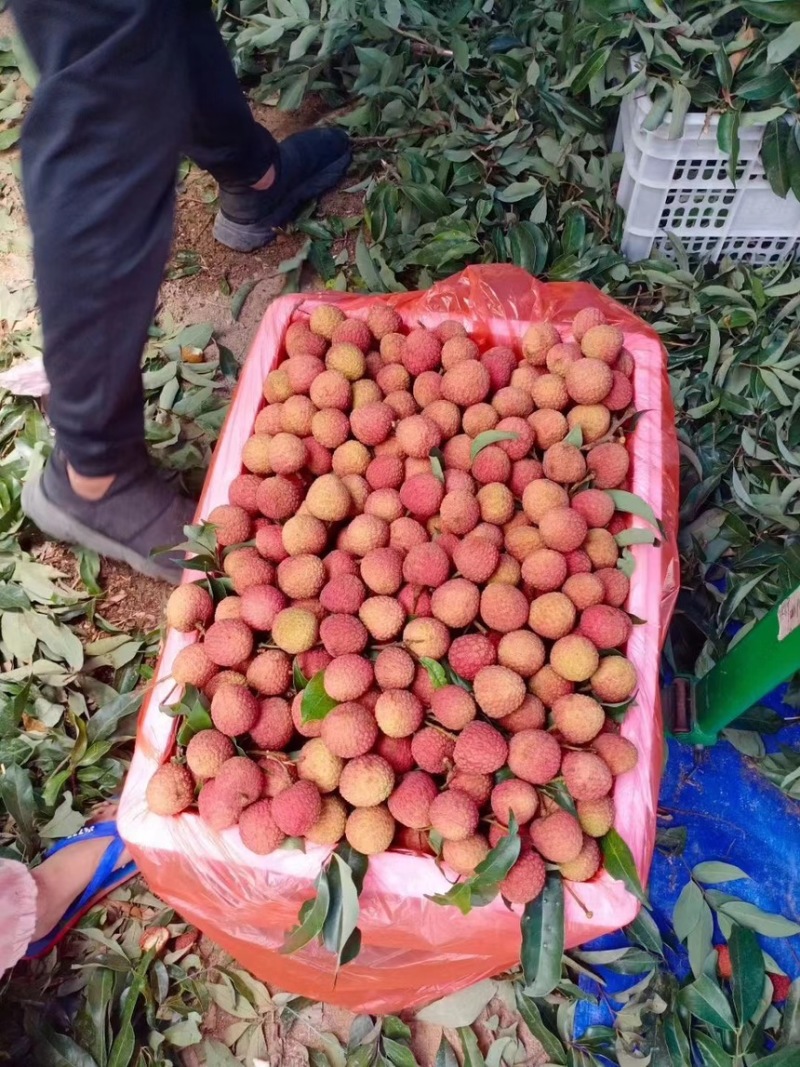 广西平南县桂味荔枝，产地直销，品质保证，5月份上市