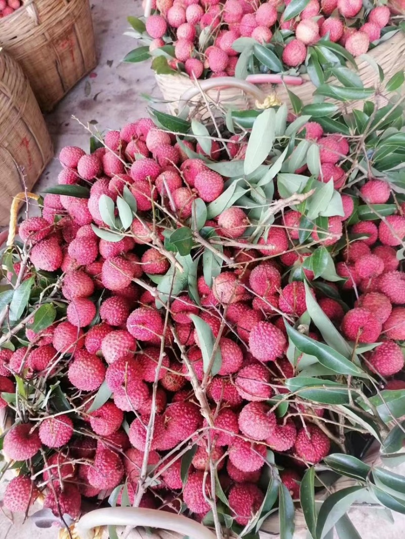 广西平南县桂味荔枝，产地直销，品质保证，5月份上市