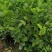 3千起批茉莉花地笼基地直销量少不发勿扰