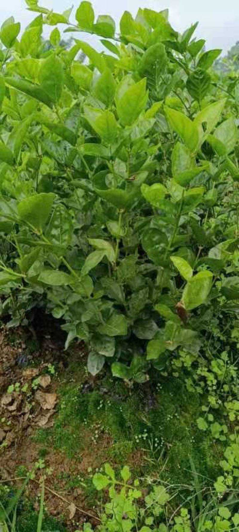 3千起批茉莉花地笼基地直销量少不发勿扰