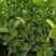 3千起批茉莉花地笼基地直销量少不发勿扰