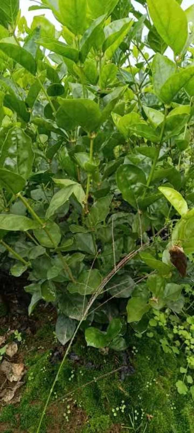 3千起批茉莉花地笼基地直销量少不发勿扰