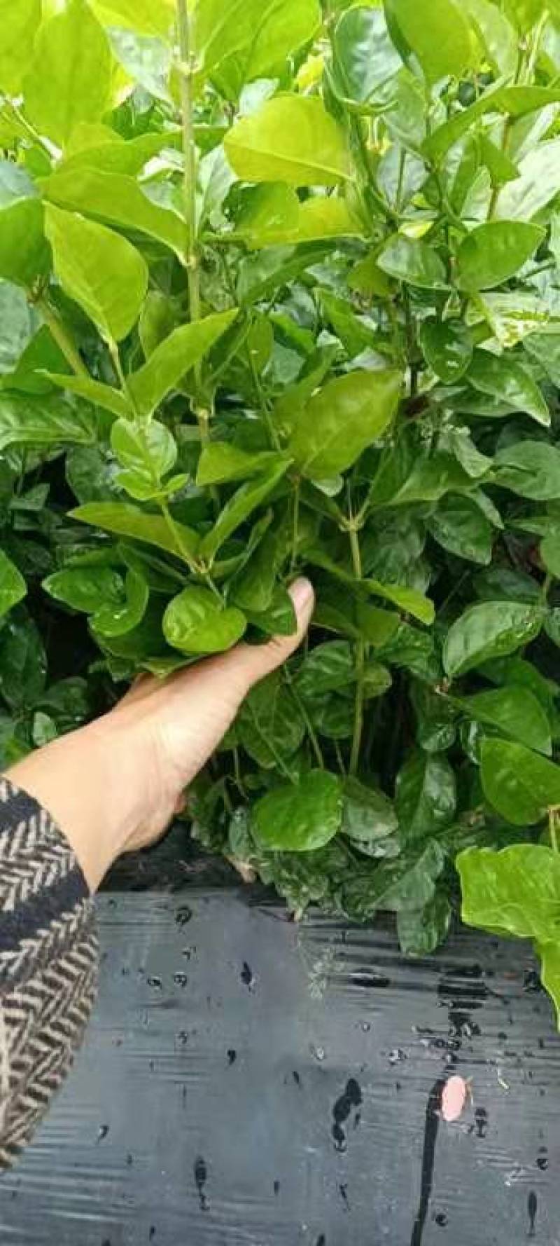 3千起批茉莉花地笼基地直销量少不发勿扰