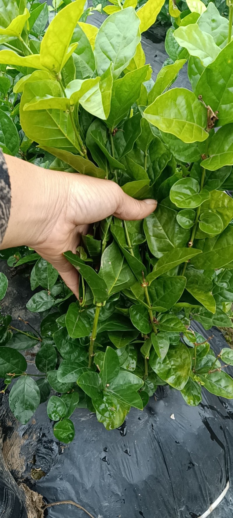 3千起批茉莉花地笼基地直销量少不发勿扰