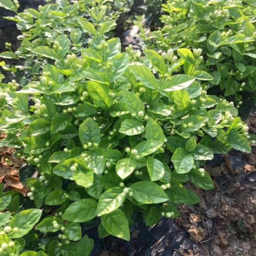 3千起批茉莉花地笼基地直销量少不发勿扰
