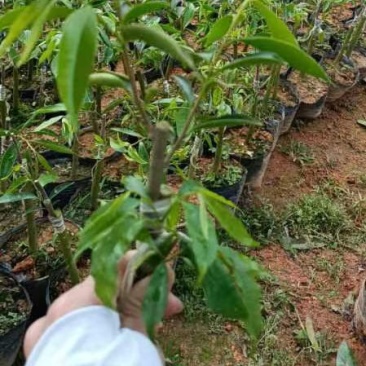 正中广东茂名电白观珠镇沉香奇楠黄叶子。需要的联系沉香奇楠