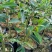 正中广东茂名电白观珠镇沉香奇楠黄叶子。需要的联系沉香奇楠