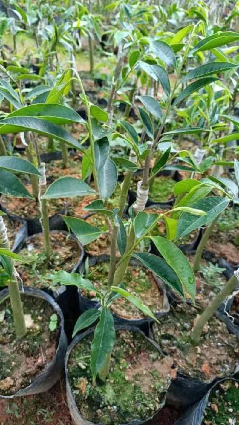 正中广东茂名电白观珠镇沉香奇楠黄叶子。需要的联系沉香奇楠