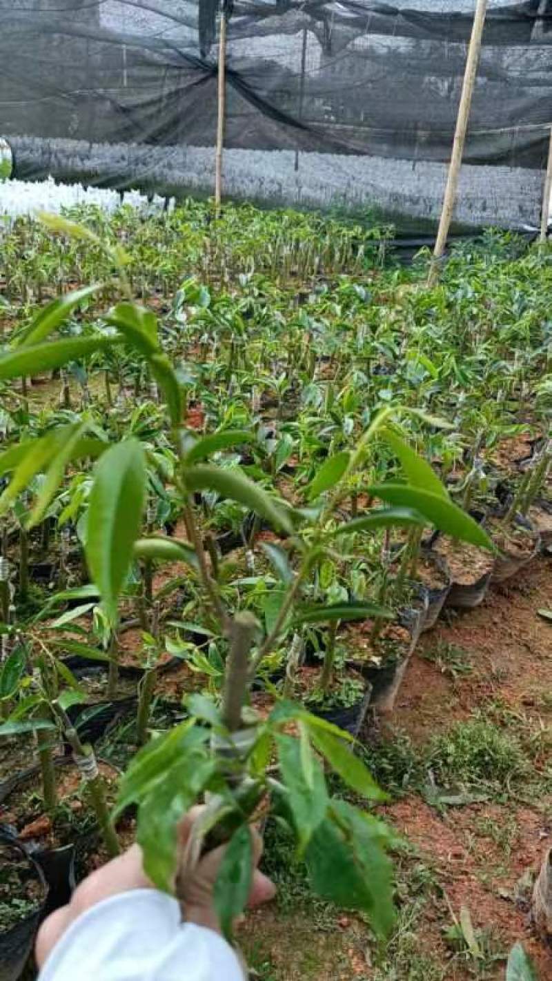 正中广东茂名电白观珠镇沉香奇楠黄叶子。需要的联系沉香奇楠
