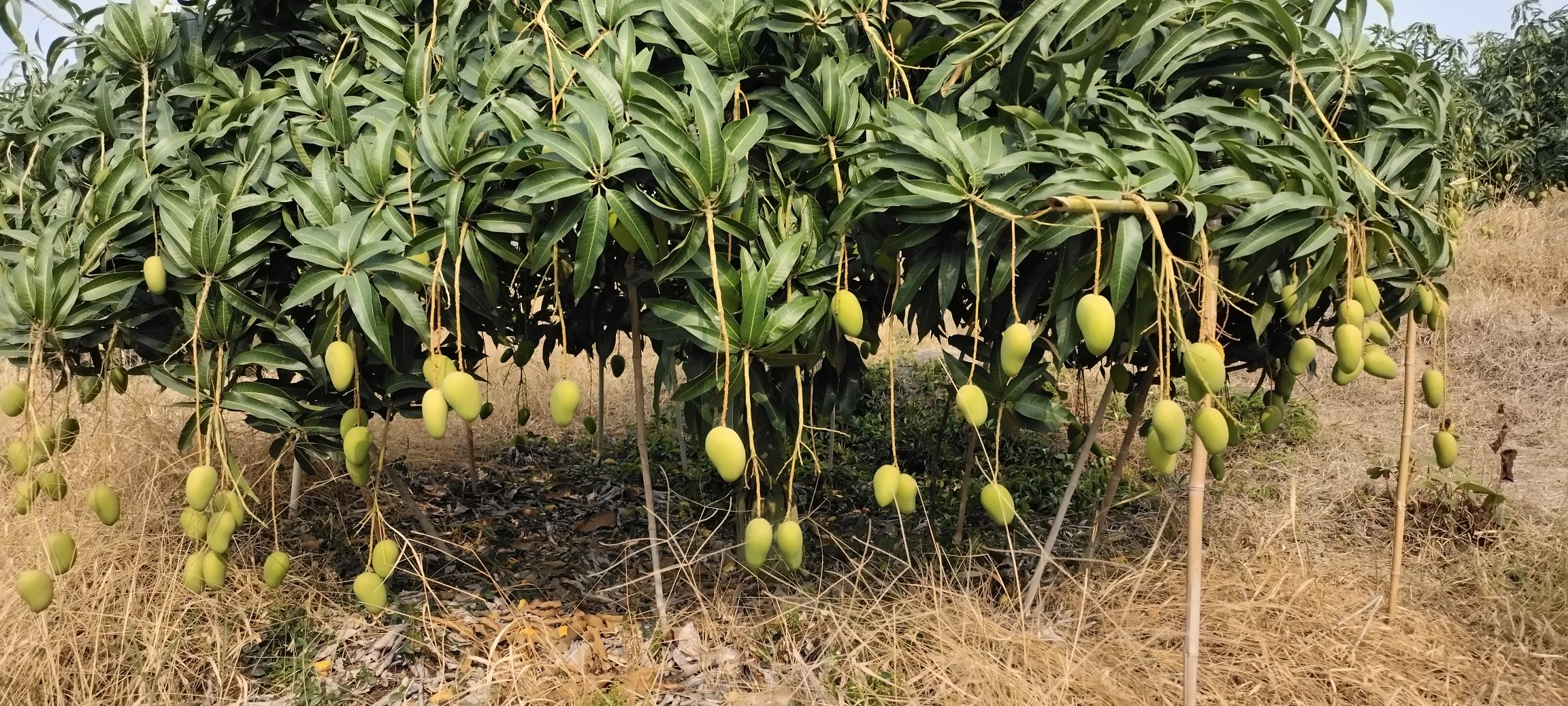百色市田阳区连片的小台芒种植基地,果树整齐排列,果实挂满枝头 百色小台芒果园航拍图