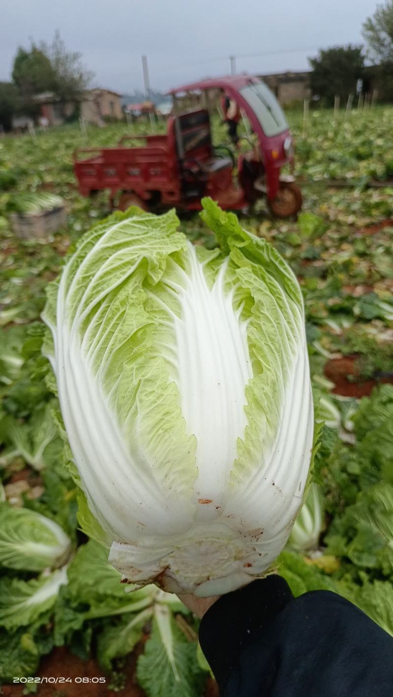 云南精品黄心大白菜