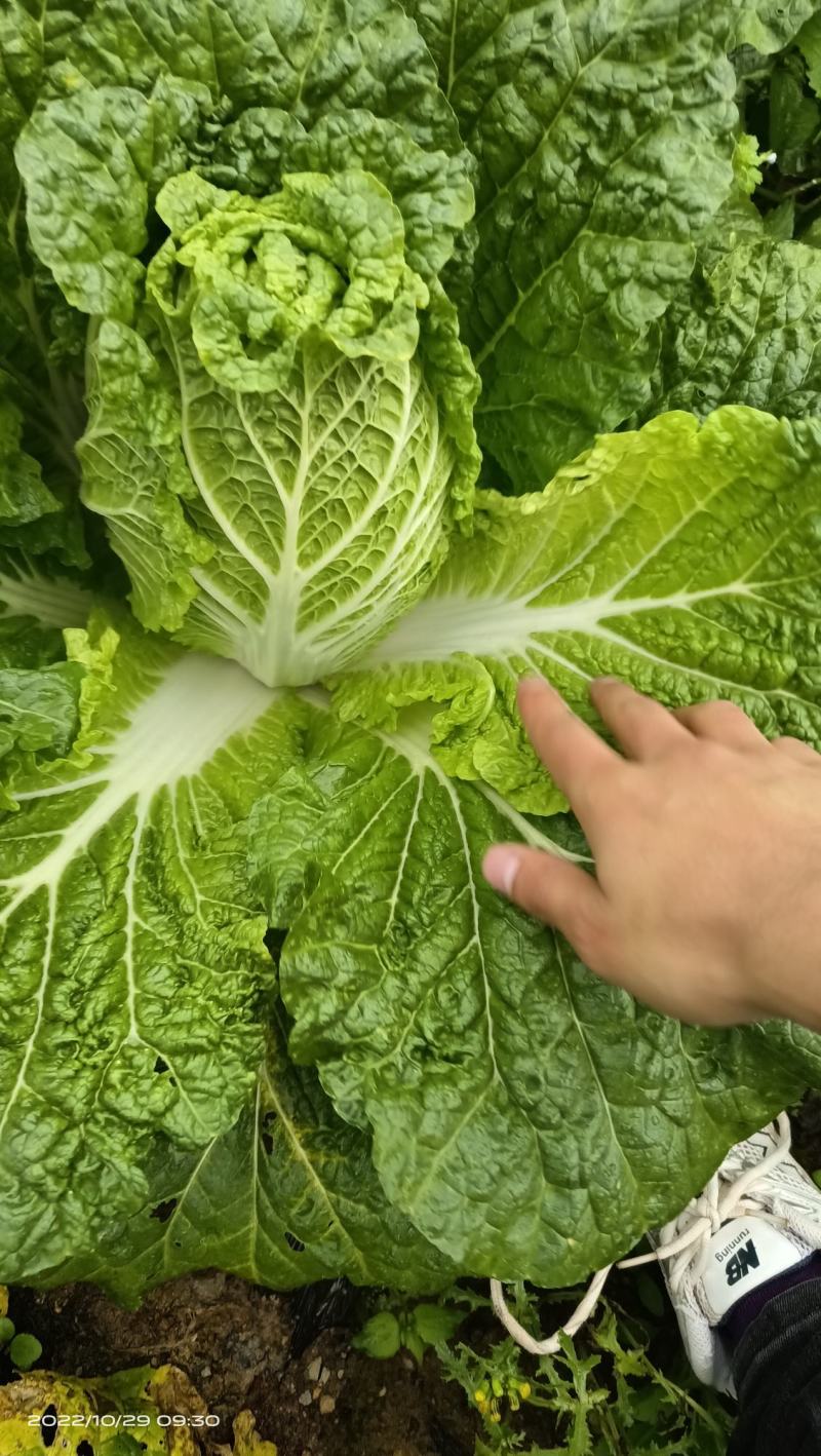 云南精品黄心大白菜